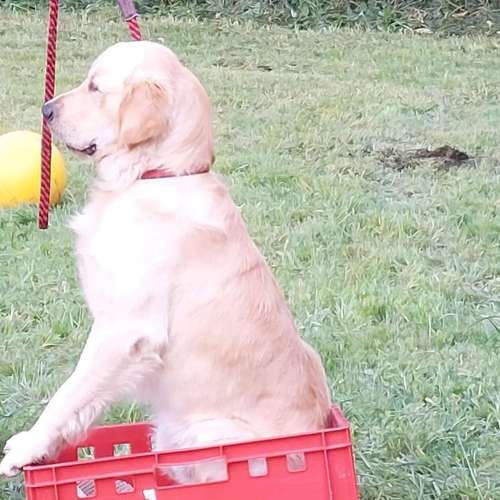 Hundeauslaufgebiet-Hundeschule CD Traumhund-Bild