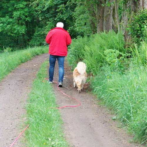 Hundeauslaufgebiet-Hundeschule CD Traumhund-Bild