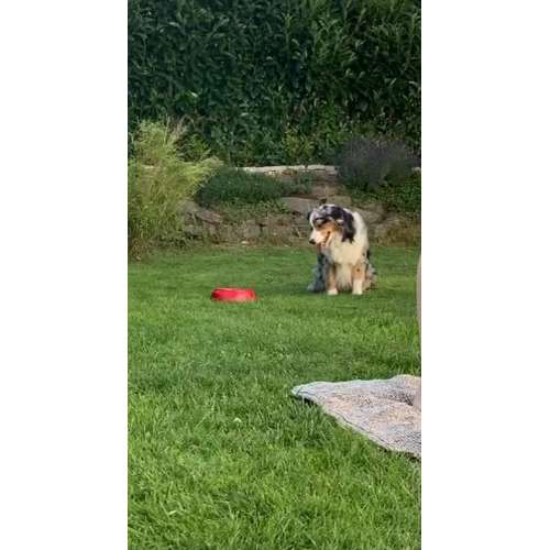 Hundeauslaufgebiet-Hundeschule CD Traumhund-Bild