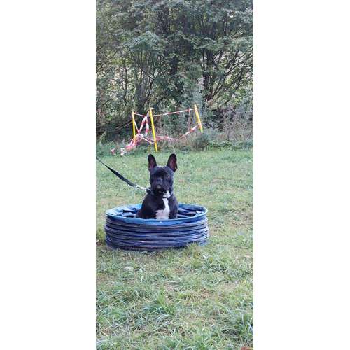 Hundeauslaufgebiet-Hundeschule CD Traumhund-Bild