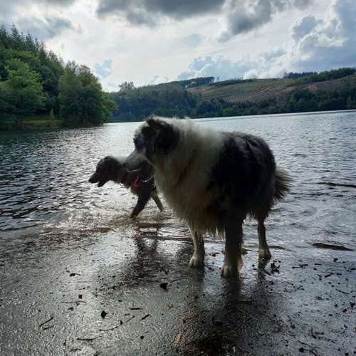 Hundeauslaufgebiet-Hundeschule CD Traumhund-Bild