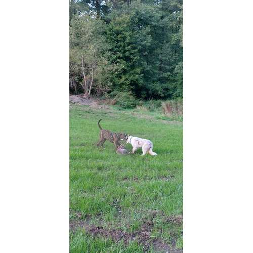 Hundeauslaufgebiet-Hundeschule CD Traumhund-Bild