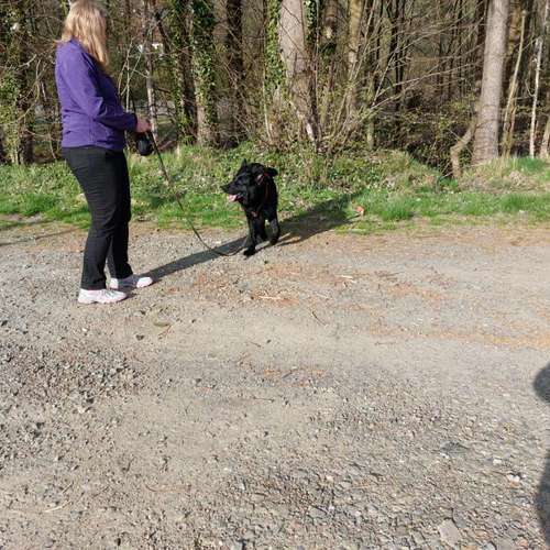 Hundeauslaufgebiet-Hundeschule CD Traumhund-Bild