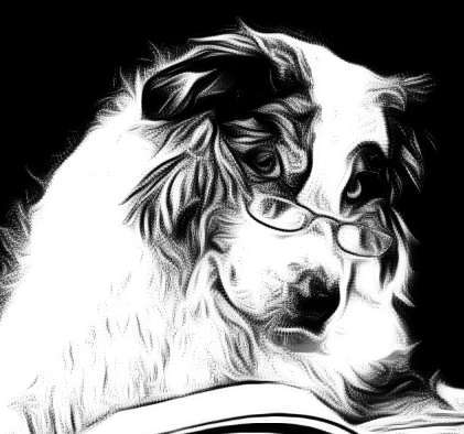 Hundeauslaufgebiet-Hundeschule CD Traumhund-Bild