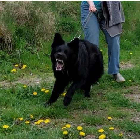 Hundeauslaufgebiet-Hundeschule CD Traumhund-Bild
