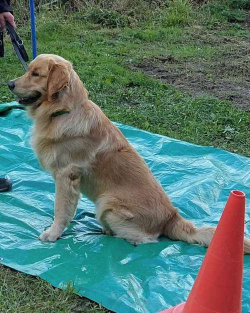 Hundeauslaufgebiet-Hundeschule CD Traumhund-Bild