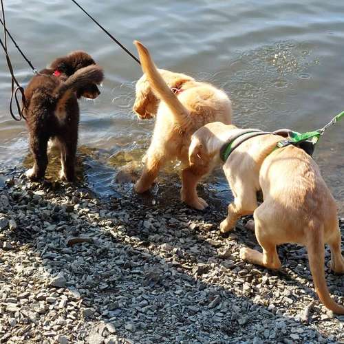 Hundeauslaufgebiet-Hundeschule CD Traumhund-Bild