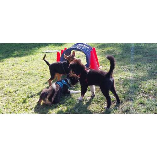 Hundeauslaufgebiet-Hundeschule CD Traumhund-Bild