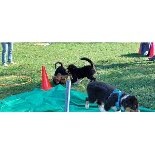 Hundeauslaufgebiet-Hundeschule CD Traumhund-Bild