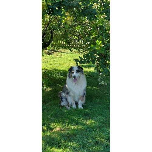 Hundeauslaufgebiet-Hundeschule CD Traumhund-Bild