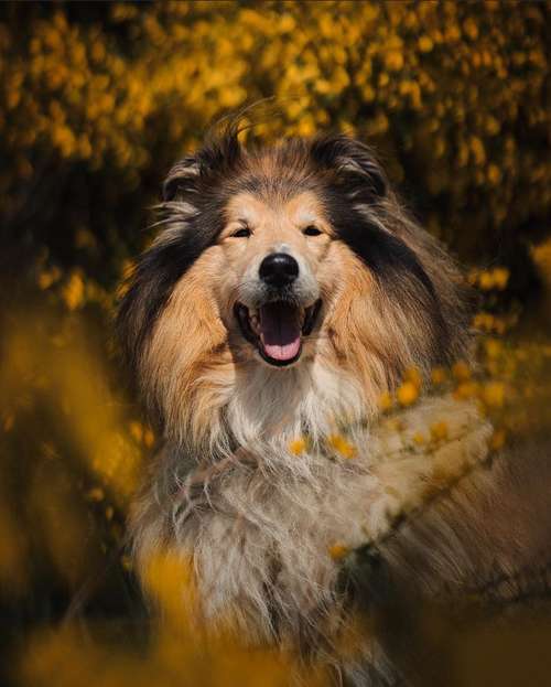 Hundeauslaufgebiet-dr.jnthr photography-Bild