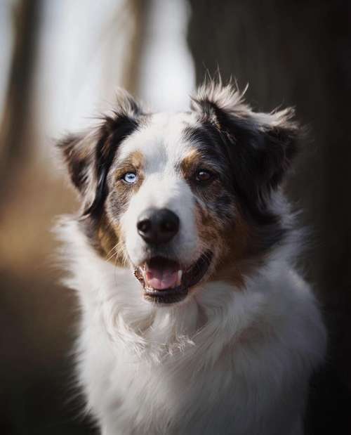 Hundeauslaufgebiet-dr.jnthr photography-Bild