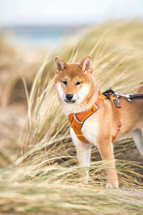 Hundeauslaufgebiet-dr.jnthr photography-Bild