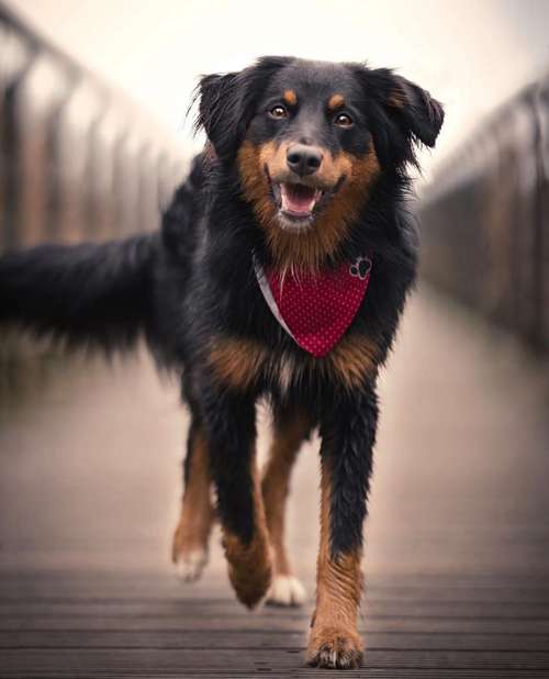 Hundeauslaufgebiet-dr.jnthr photography-Bild