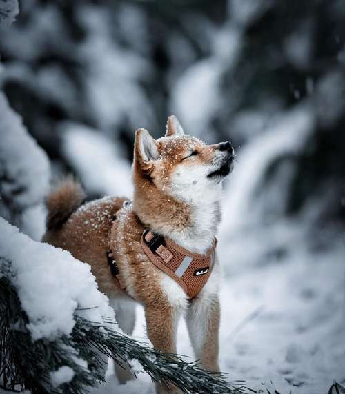 Hundeauslaufgebiet-dr.jnthr photography-Bild