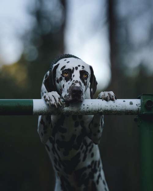 Hundeauslaufgebiet-dr.jnthr photography-Bild