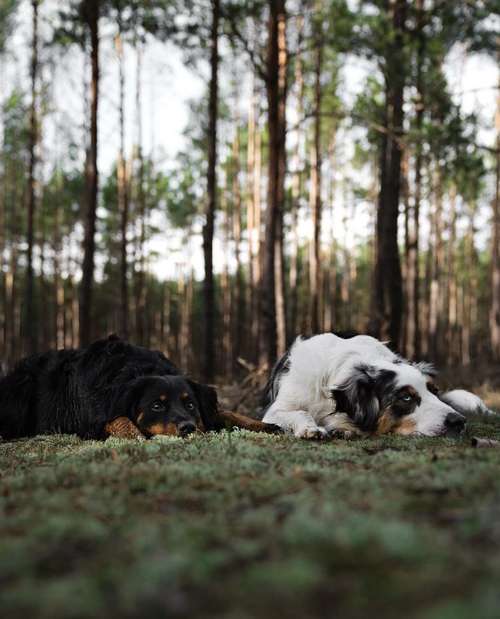 Hundeauslaufgebiet-dr.jnthr photography-Bild