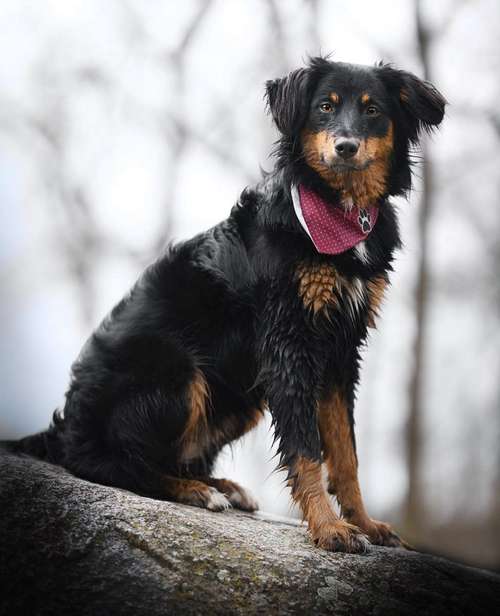 Hundeauslaufgebiet-dr.jnthr photography-Bild