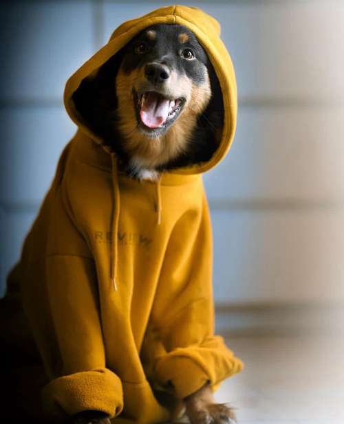 Hundeauslaufgebiet-dr.jnthr photography-Bild