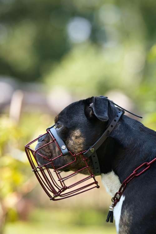 Hundeauslaufgebiet-Eastside Chains-Bild