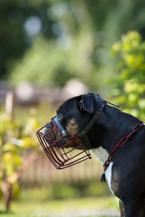 Hundeauslaufgebiet-Eastside Chains-Bild