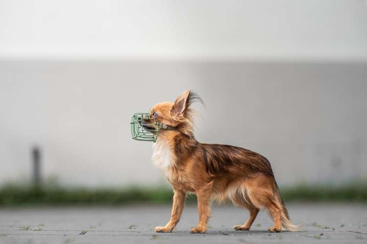 Hundeauslaufgebiet-Eastside Chains-Bild