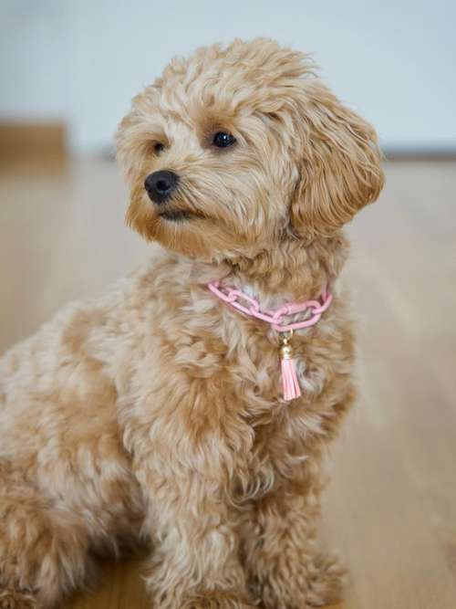 Hundeauslaufgebiet-Eastside Chains-Bild