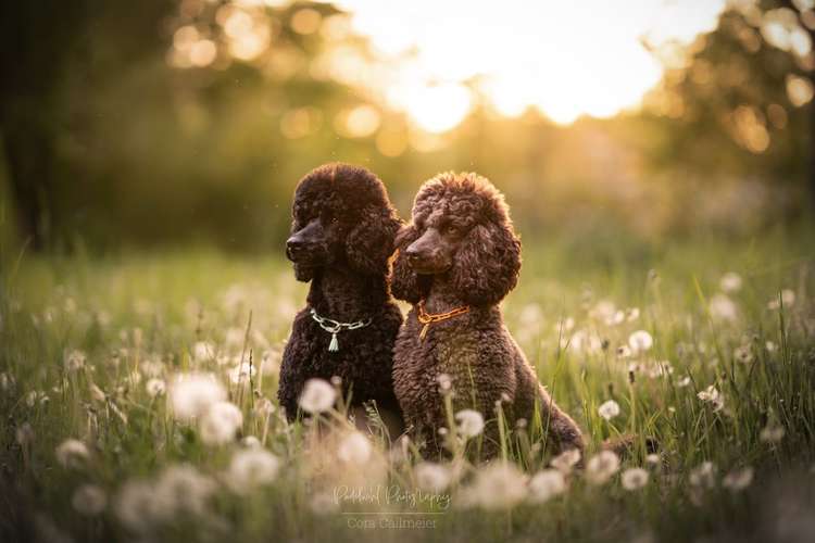 Hundeauslaufgebiet-Eastside Chains-Bild