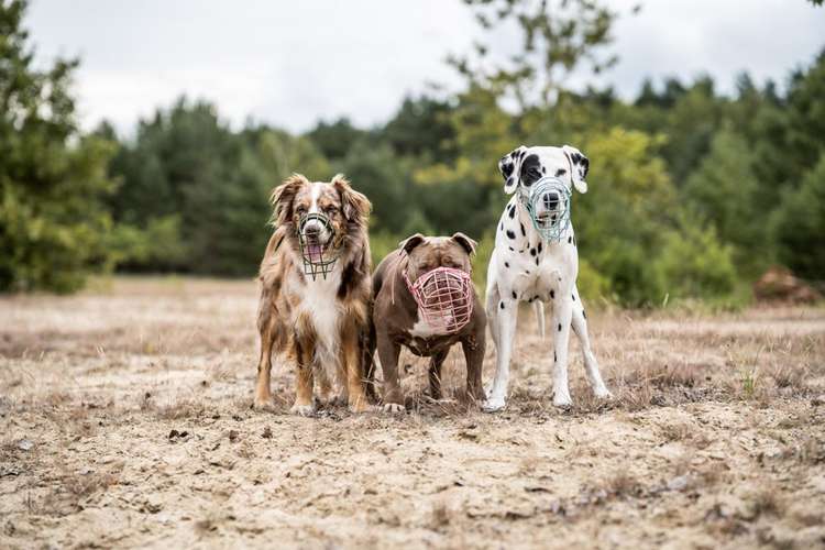 Hundeauslaufgebiet-Eastside Chains-Bild