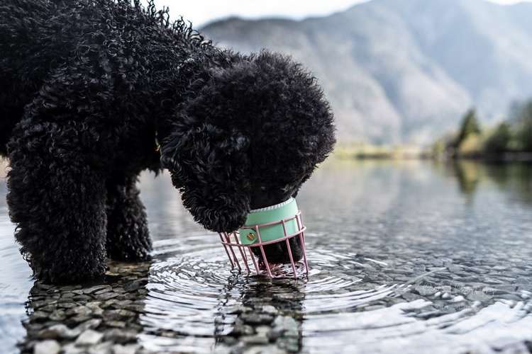 Hundeauslaufgebiet-Eastside Chains-Bild