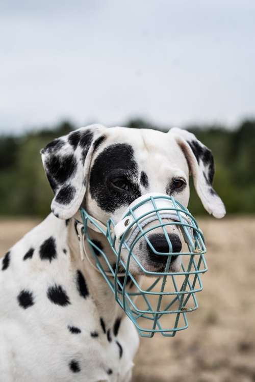 Hundeauslaufgebiet-Eastside Chains-Bild