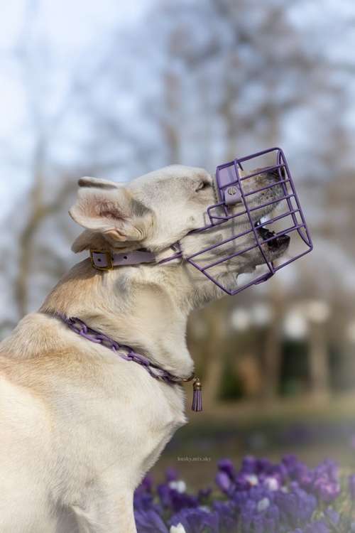 Hundeauslaufgebiet-Eastside Chains-Bild