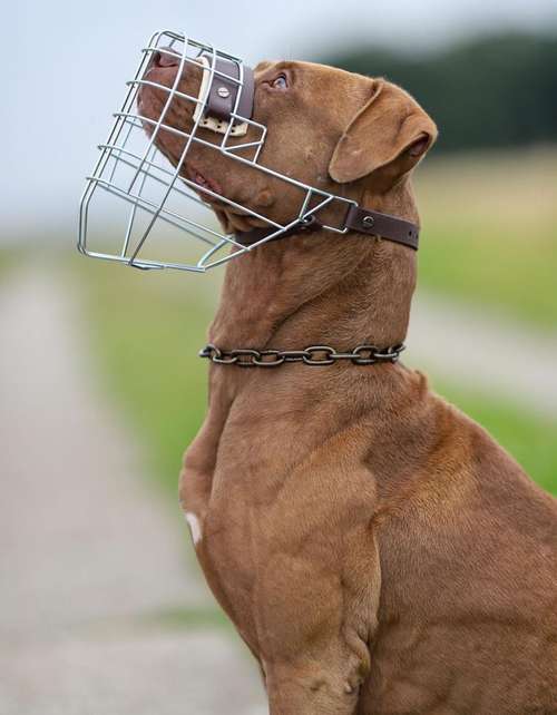 Hundeauslaufgebiet-Eastside Chains-Bild