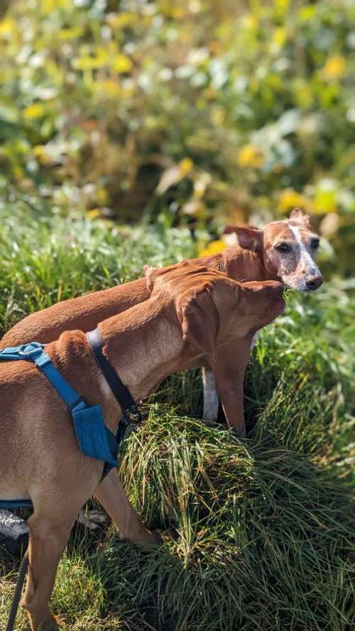 Hundeauslaufgebiet-Hundeschule Talk-to-Dogs-Bild