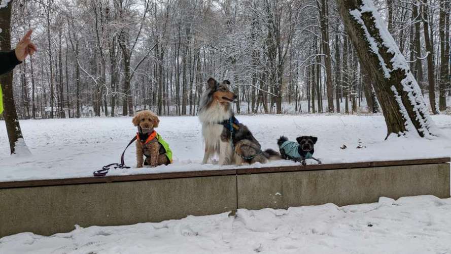 Hundeauslaufgebiet-Hundeschule Talk-to-Dogs-Bild