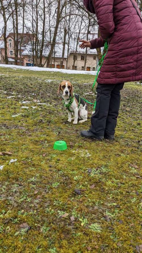 Hundeauslaufgebiet-Hundeschule Talk-to-Dogs-Bild