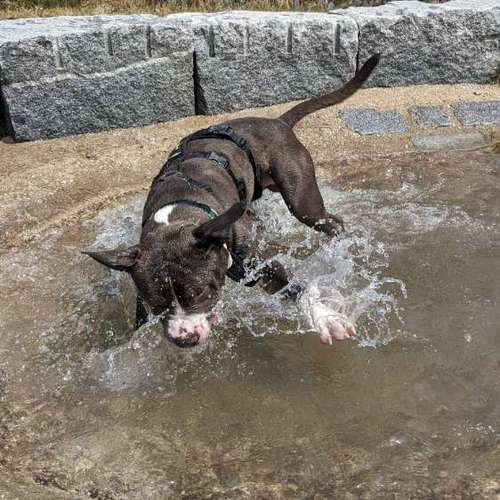 Hundeauslaufgebiet-Hundeschule Talk-to-Dogs-Bild