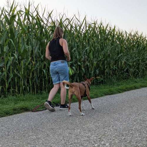 Hundeauslaufgebiet-Hundeschule Talk-to-Dogs-Bild