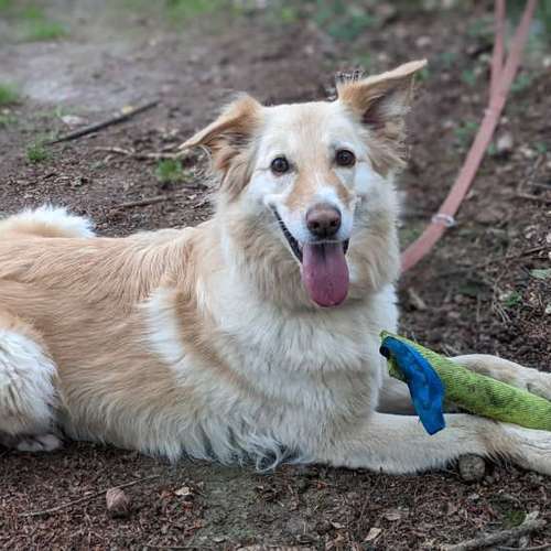 Hundeauslaufgebiet-Hundeschule Talk-to-Dogs-Bild