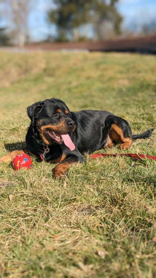 Hundeauslaufgebiet-Hundeschule Talk-to-Dogs-Bild