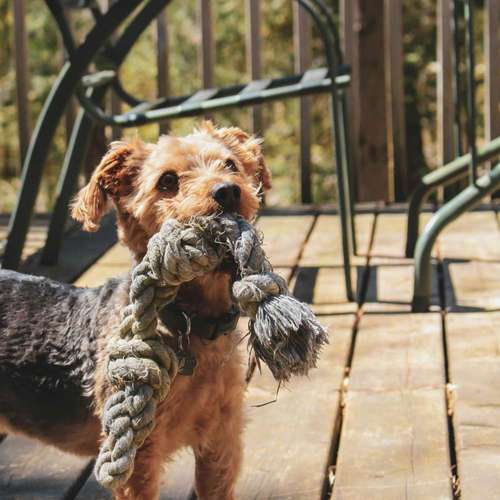 Hundeauslaufgebiet-Hundeschule Talk-to-Dogs-Bild