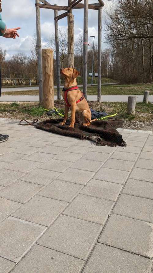 Hundeauslaufgebiet-Hundeschule Talk-to-Dogs-Bild