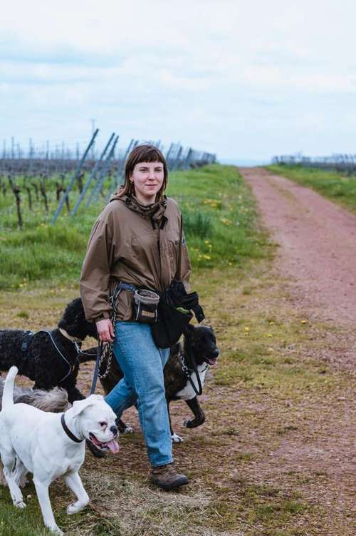 Hundeauslaufgebiet-Mittehunde-Bild