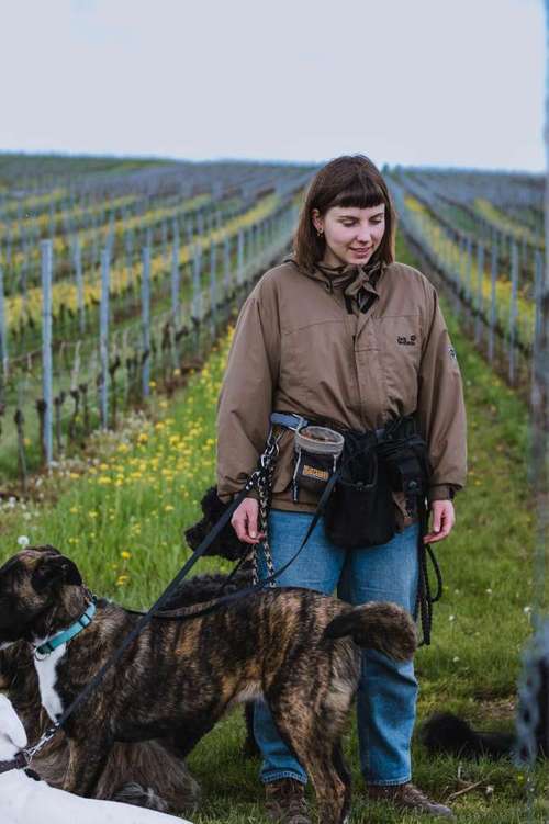 Hundeauslaufgebiet-Mittehunde-Bild