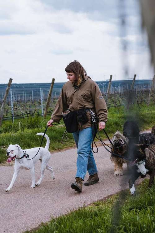 Hundeauslaufgebiet-Mittehunde-Bild