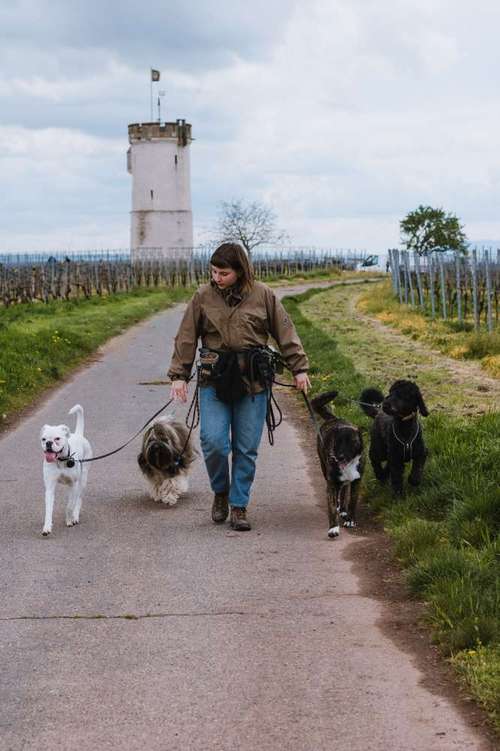 Hundeauslaufgebiet-Mittehunde-Bild