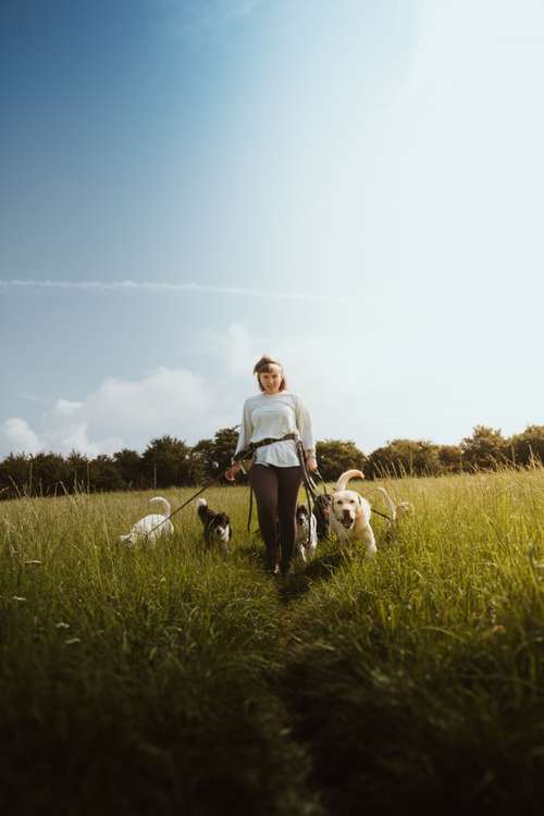 Hundeauslaufgebiet-Mittehunde-Bild