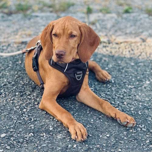 Hundeauslaufgebiet-Hundeschule Schussenpfoten-Bild