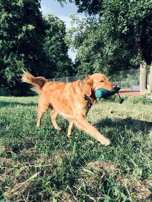 Hundeauslaufgebiet-Hundeschule Schussenpfoten-Bild
