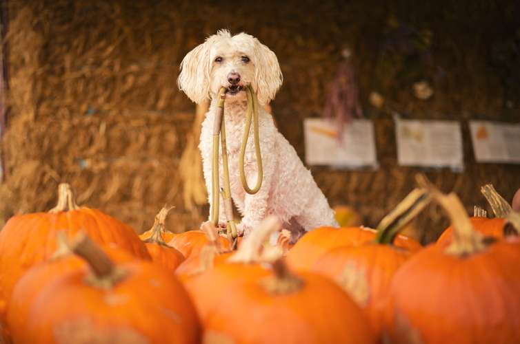 Hundeauslaufgebiet-Maffy’s Knotenwunder-Bild